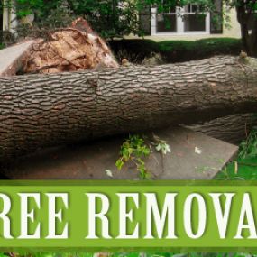 Bild von Progressive Tree Service LLC