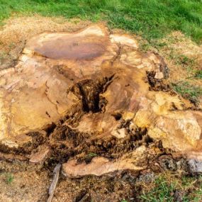 Stump Removal