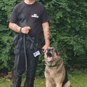 Bild von A1 Security Dogs