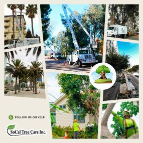 Bild von So Cal Tree Care Inc.