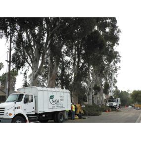 Bild von So Cal Tree Care Inc.