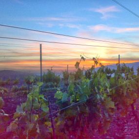 Bild von Vinos Y Bodega Piedras Blancas