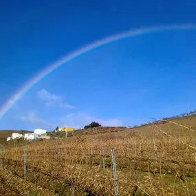 Bild von Vinos Y Bodega Piedras Blancas