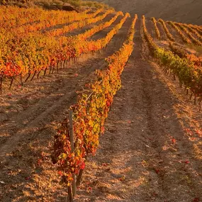 Bild von Vinos Y Bodega Piedras Blancas