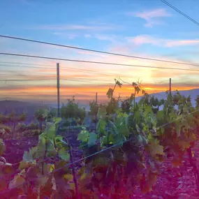 Bild von Vinos Y Bodega Piedras Blancas