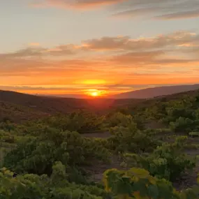 Bild von Vinos Y Bodega Piedras Blancas