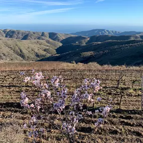 Bild von Vinos Y Bodega Piedras Blancas