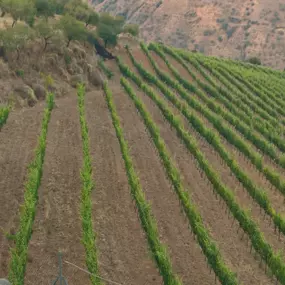 Bild von Vinos Y Bodega Piedras Blancas