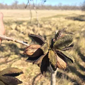 Bild von Millican Pecan Company - San Saba, Texas