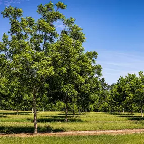 Bild von Millican Pecan Company - San Saba, Texas