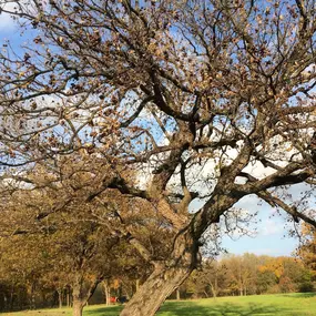 Bild von Millican Pecan Company - San Saba, Texas