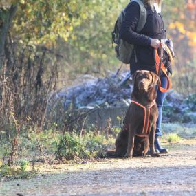 Bild von Hundeverhaltensberatung Mines