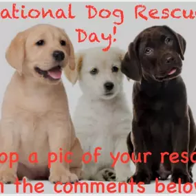 Happy National Dog Rescue Day!