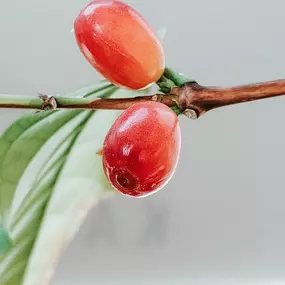 Bild von Kaffeerösterei Radebeul