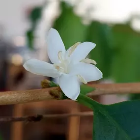 Bild von Kaffeerösterei Radebeul