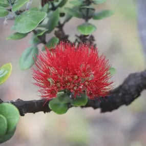 Bild von Centro ROSSOVULCANO - Lorenza Manetti