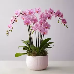 Phalaenopsis Orchid Plants in pretty vessel styles. Colors will vary depending on daily availability. This Valentine's Day spread the love with this stunning orchid gift planter. Beach Plum delivers greenhouse fresh orchids to Newburyport daily.

PLEASE NOTE: We will use seasonal blooming orchid plants. Scape count and flower color may vary.