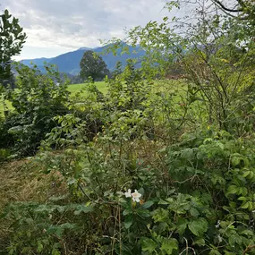 Bild von Alles rund ums Haus Garten und Baumpflege