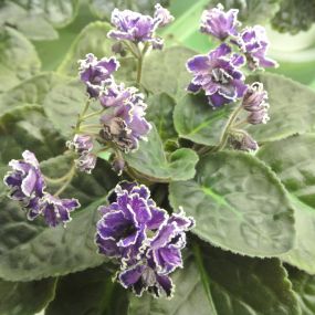 Bild von JoS Violets