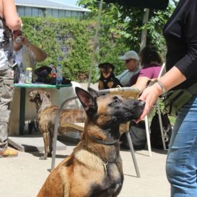 Bild von Hundeschule Wiesental