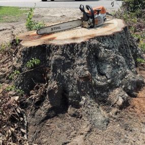 Bild von Full Circle Stump Grinding & Tree LLC