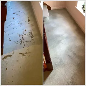 Bild von Expert Carpet Cleaning Services