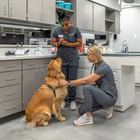 Bild von Livewell Animal Hospital at The Parks