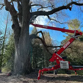 Bild von Deering Tree Service