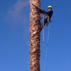 Bild von JC Tree Care & Landscape