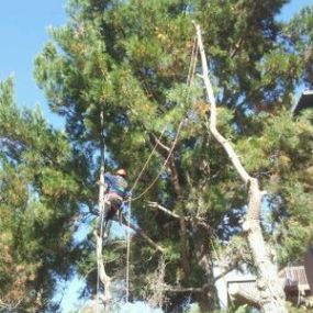 Bild von JC Tree Care & Landscape