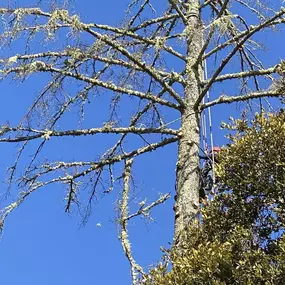 Bild von JC Tree Care & Landscape
