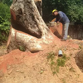 Bild von JC Tree Care & Landscape