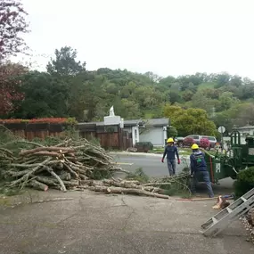Bild von JC Tree Care & Landscape