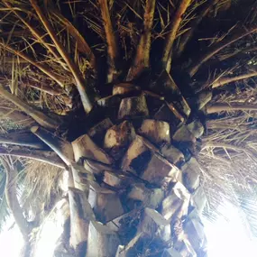 Bild von JC Tree Care & Landscape