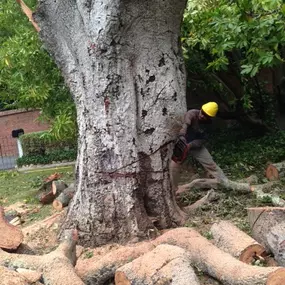 Bild von JC Tree Care & Landscape