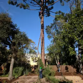 Bild von JC Tree Care & Landscape