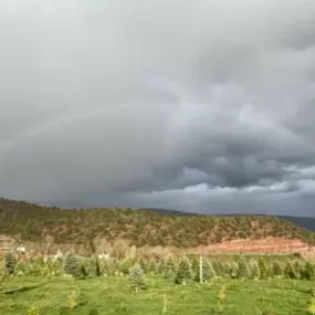 Bild von McCoy Tree Farm