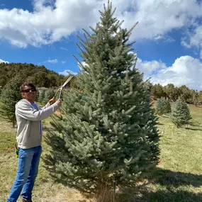 Bild von McCoy Tree Farm