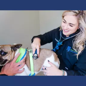 Dr. Audra O’Keefe examines a pet!