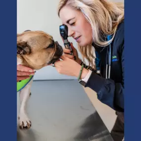 Dr. Audra O’Keefe examines a pet!