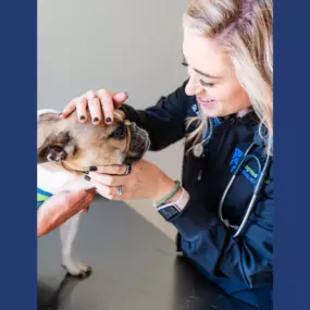 Dr. Audra O’Keefe examines a pet!