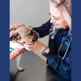 Dr. Audra O’Keefe examines a pet!