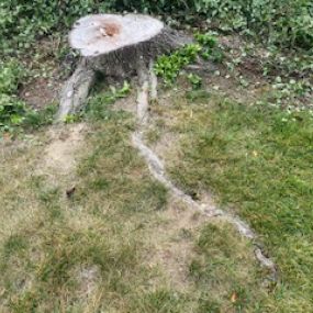 Bild von Town & Country Stump Removal