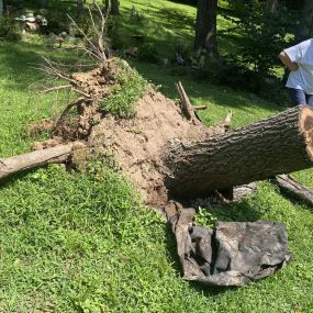 Bild von Town & Country Stump Removal