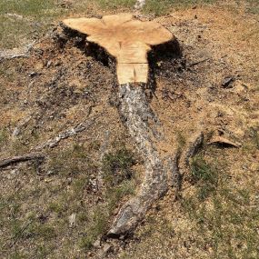 Bild von Town & Country Stump Removal