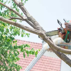 Bild von Meyer Tree Service