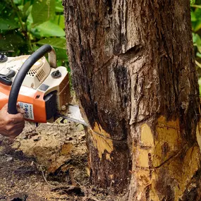 Bild von Meyer Tree Service