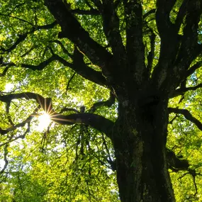 Bild von Meyer Tree Service