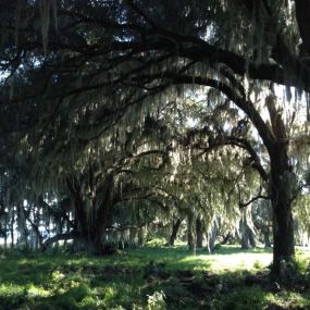 St. Johns River, Bayard