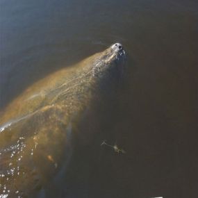 Doctors Lake Manatee